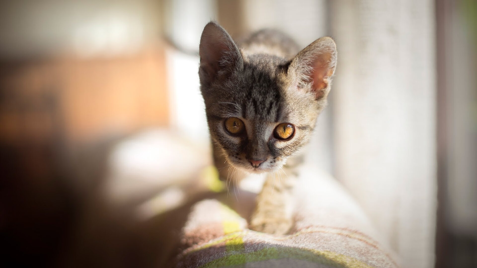 意甲赛季中期战术板调整对胜率的关键作用，意甲新赛季比赛用球