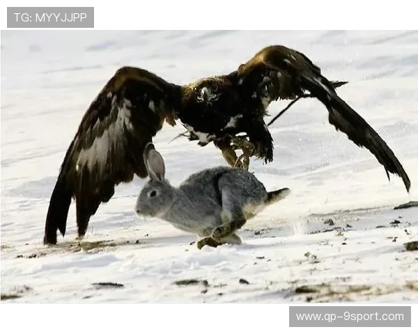 _老鹰快攻犀利,比赛精彩纷呈_,老鹰秒训 _老鹰快攻犀利,比赛精彩纷呈_,老鹰秒训